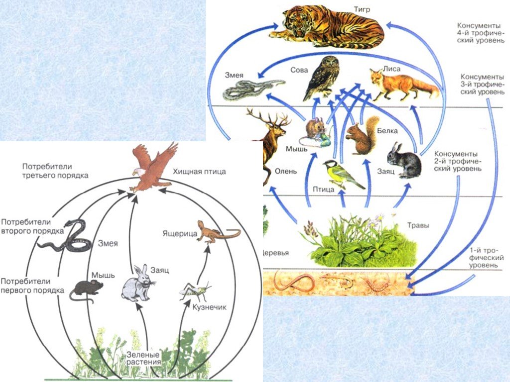 Что такое консументы в биологии 5 класс. Значение животных в природе. Значение животных в природе и жизни человека. Схема значение животных.