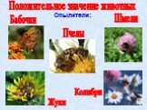 Положительное значение животных. Опылители: Пчелы Жуки Шмели Бабочки Колибри