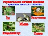 Вредители сельского хозяйства: Тля Капустница Колорадский жук Саранча. Отрицательное значение животных. Мышь
