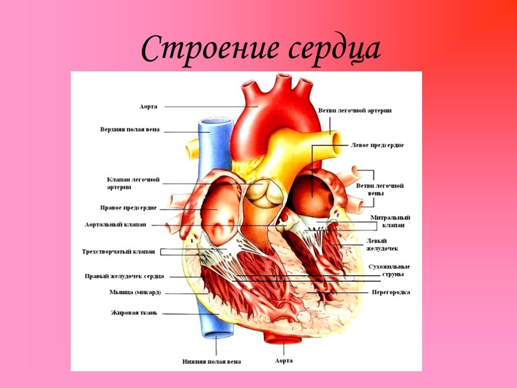 В чем заключается биология человека. Строение сердца с названиями. Аорта строение сердца анатомия. Схема сердца физиология. Схема сердца человека биология 8 класс.
