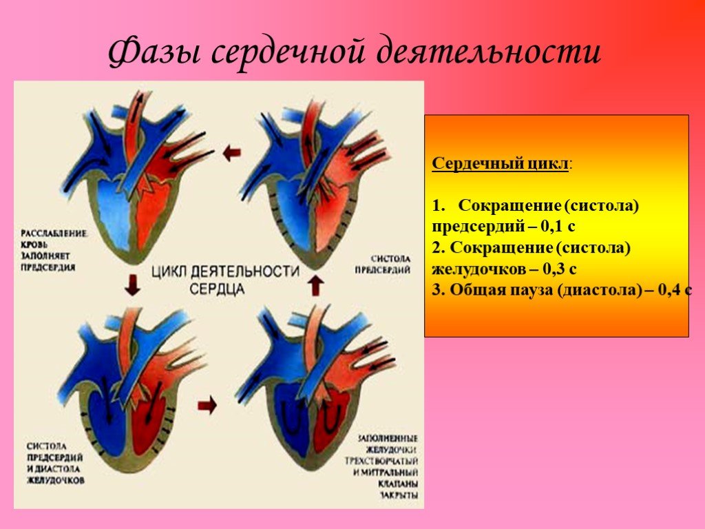Кровь движется из предсердий в желудочки. Фазы сердечной деятельности таблица систола. Фаза сердечного цикла систола желудочков. Сердечный цикл 3 фаза гемодинамика. Фазы сердечного цикла таблица систола желудочков.