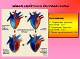 Фазы сердечной деятельности. Сердечный цикл: Сокращение (систола) предсердий – 0,1 с 2. Сокращение (систола) желудочков – 0,3 с 3. Общая пауза (диастола) – 0,4 с