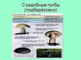 Съедобные грибы (подберёзовик)