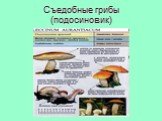 Съедобные грибы (подосиновик)
