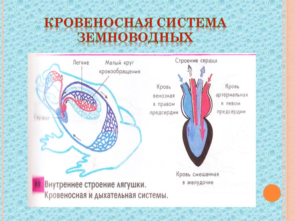 Кровь в сердце у земноводных. Система кровообращения земноводных схема. Земноводные строение кровеносной системы. Класс земноводные строение кровеносной системы. Внутреннее строение лягушки кровеносная и дыхательная система.
