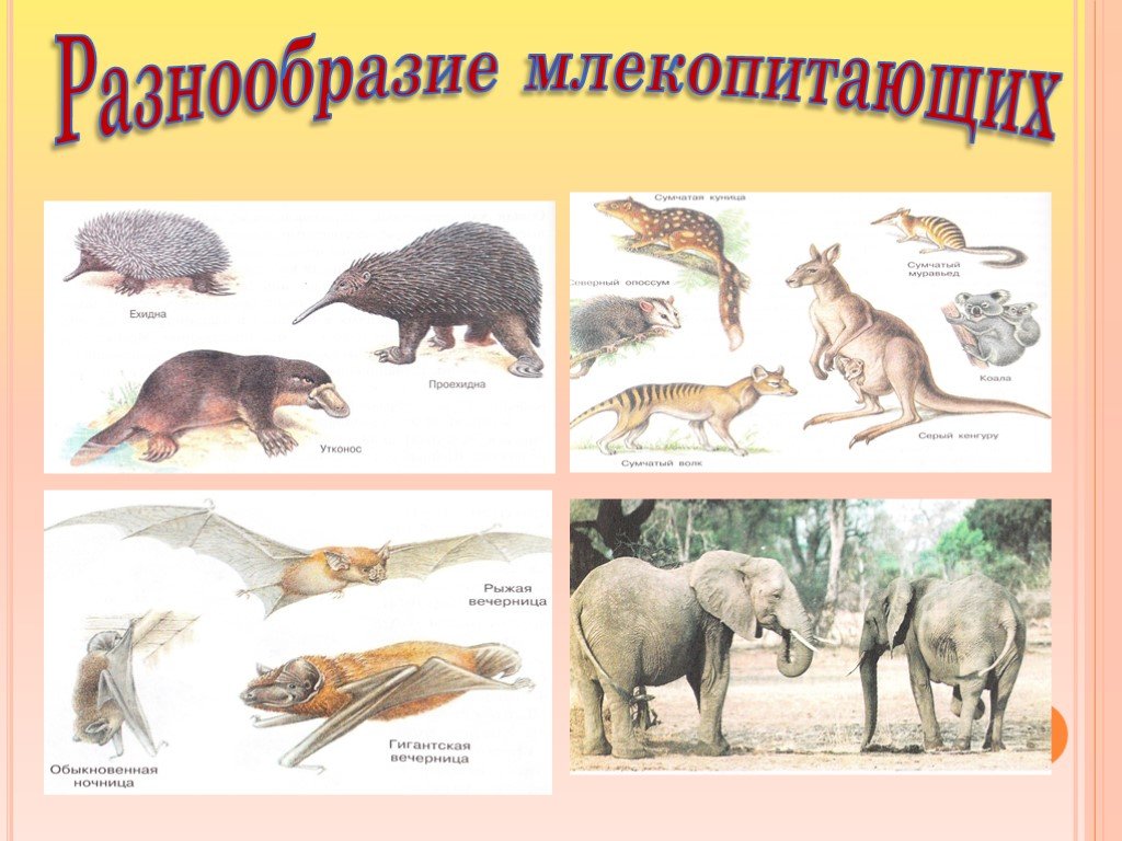 Млекопитающие и другие классы. Виды млекопитающих. Млекопитающие представители. Класс млекопитающие. Многообразие млекопитающих. Многообразие млекопитающих презентация.