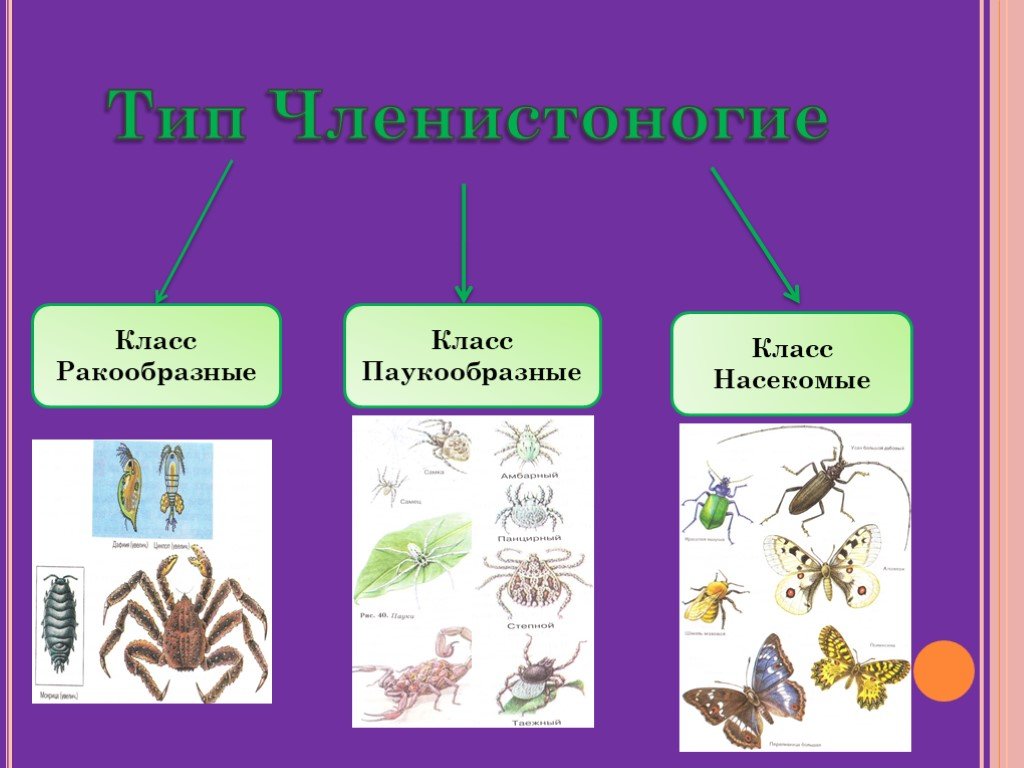Ракообразные паукообразные насекомые конечности. Тип Членистоногие. Тип Членистоногие класс. Тип Членистоногие представители. Представители насекомых членистоногих.