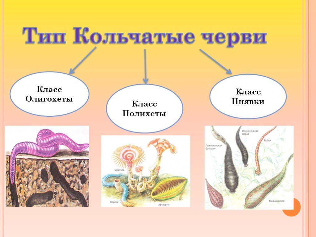 Примеры группы червей. Типы кольчатых червей 7 класс. Тип кольчатые черви 7 класс биология. Тип кольчатые черви червей 7 класс биология. Биология 7 класс типы кольчатых червей.