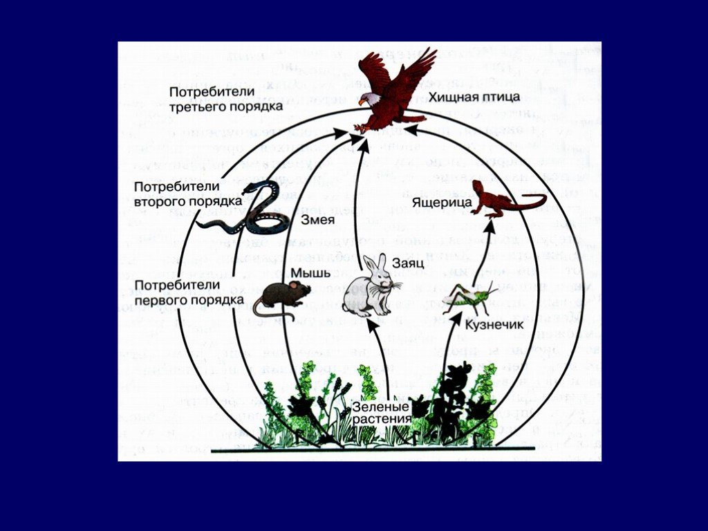 Факторы первого порядка. Потребитель второго порядка. Потребители третьего порядка. Потребители второго порядка в пищевой цепи. Потребитель 1 порядка.