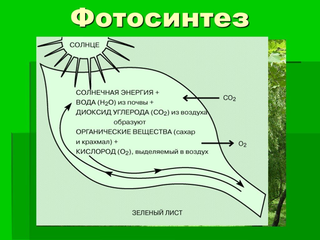 Фотосинтез том 1. Фотосинтез. Фотосинтез схема. Схема процесса фотосинтеза. Фотосинтез рисунок.