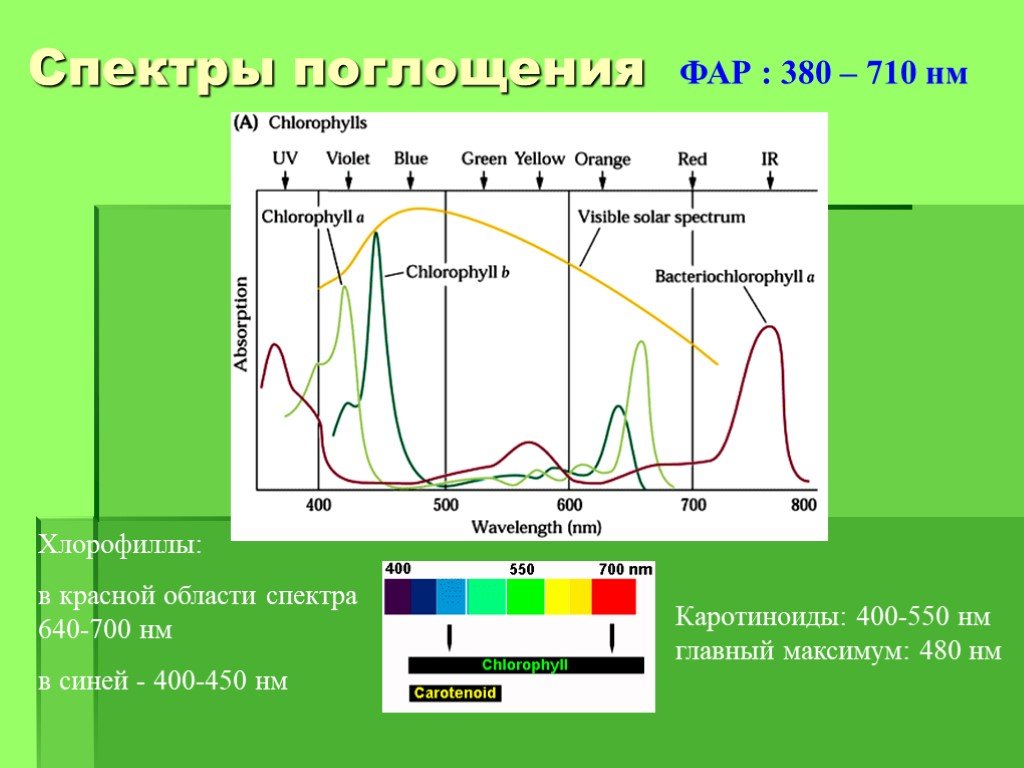 Фф спектр читать. Спектр поглощения фотосистемы. Фотосинтез спектр поглощения. Спектры поглощения. Спектр поглощения хлорофилла.