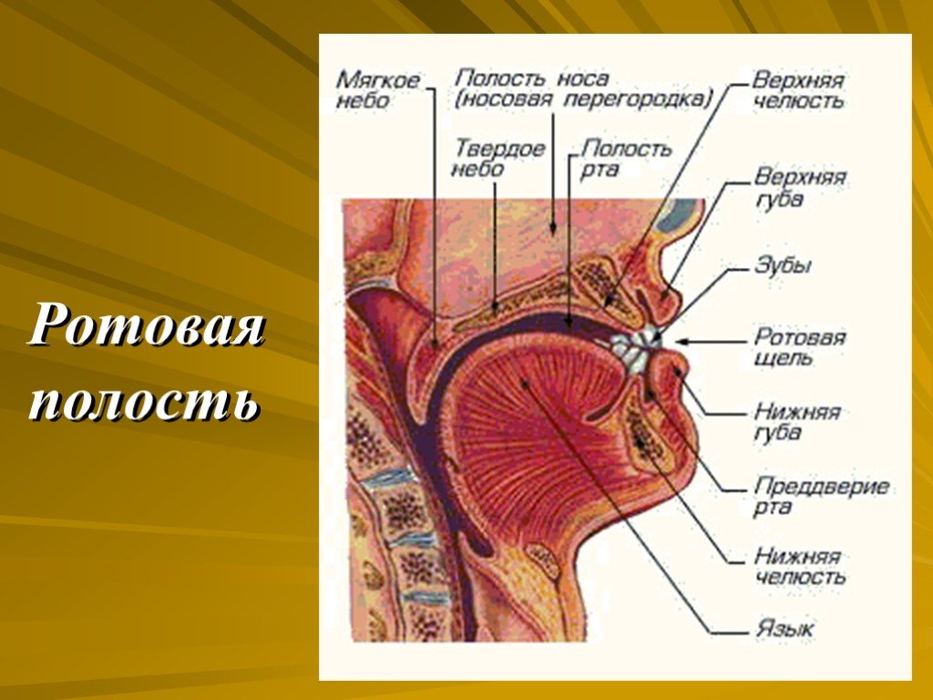 Составляющие полости рта. Полость рта анатомия сбоку. Строение ротовой полости человека сбоку. Ротовая полость схема анатомия. Ротовая полость (органы, строение стенок).
