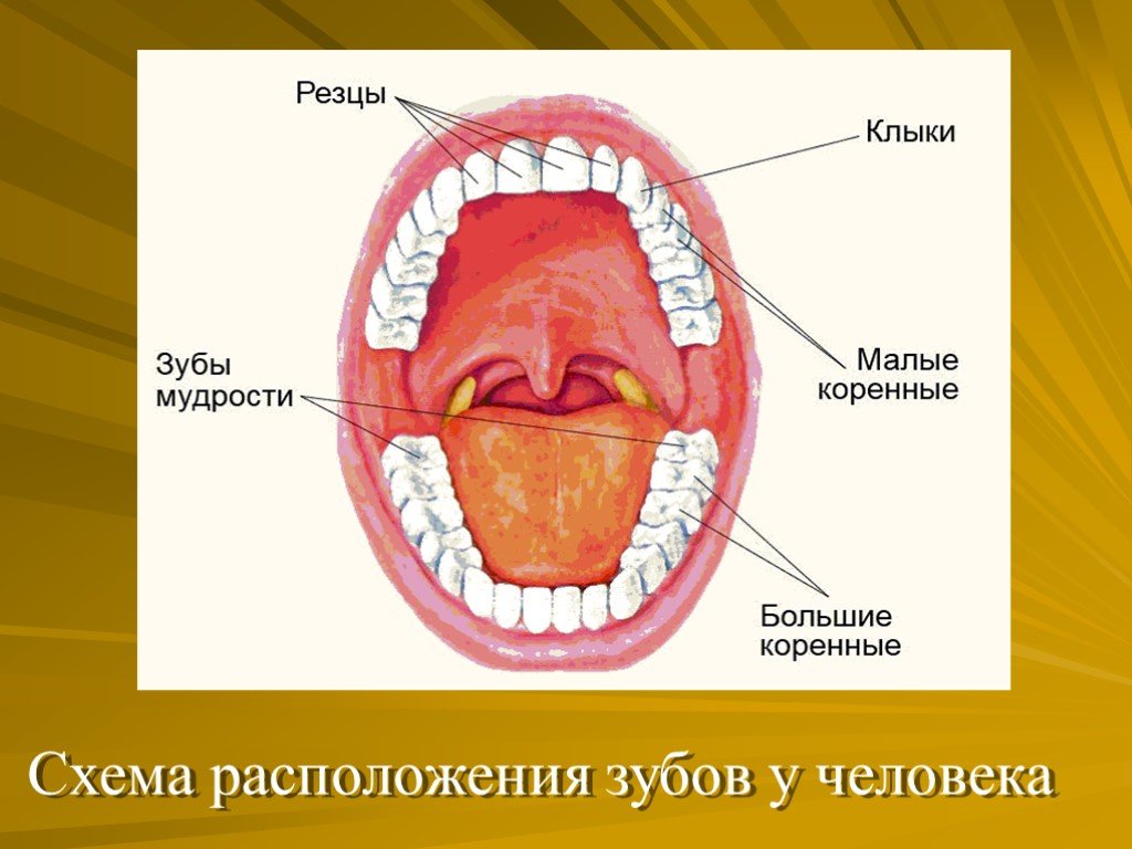 Открытая полость рта. Зубы человека резцы клыки коренные. Строение зубов резцы моляры. Зубы человека резцы клыки схема. Строение зубов резцы клыки.