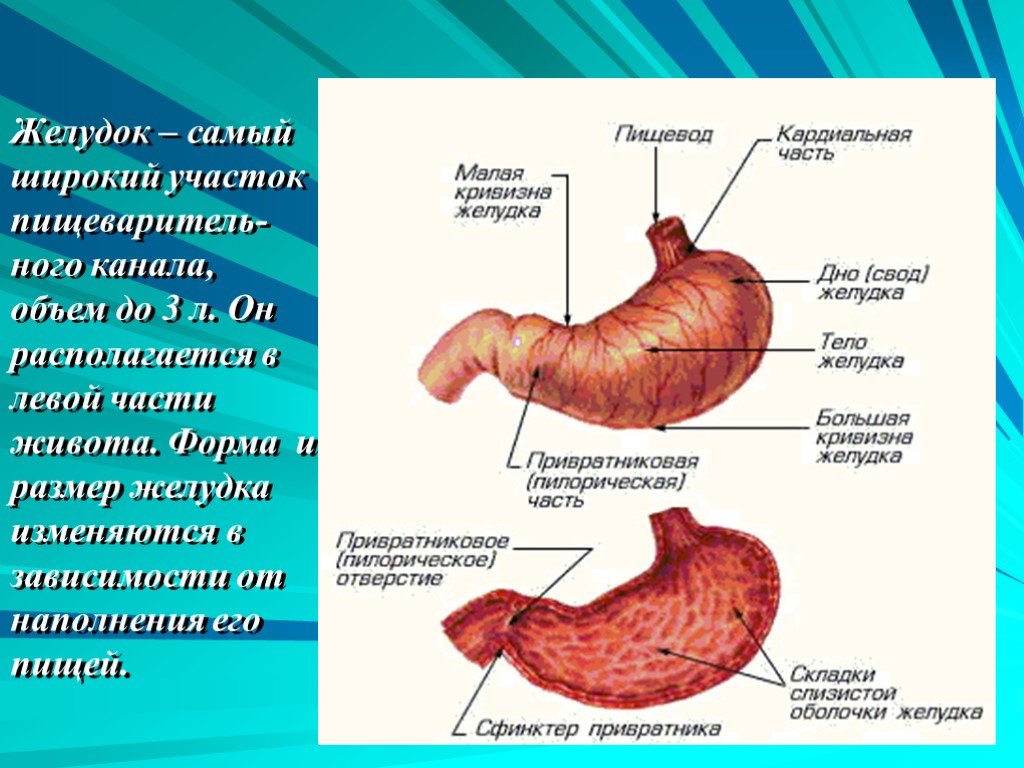 Желудок анатомия презентация