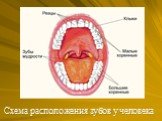 Схема расположения зубов у человека