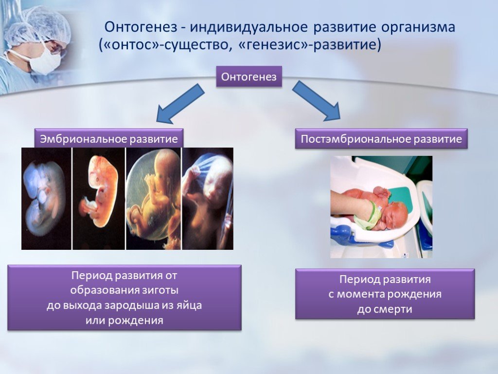 В эмбриональном этапе выделяют. Биология 9 класс эмбриональный период развития. Постэмбриональный онтогенез. Эмбриональное и постэмбриональное развитие биология 10 класс. Эмбриональный и постэмбриональный период развития.