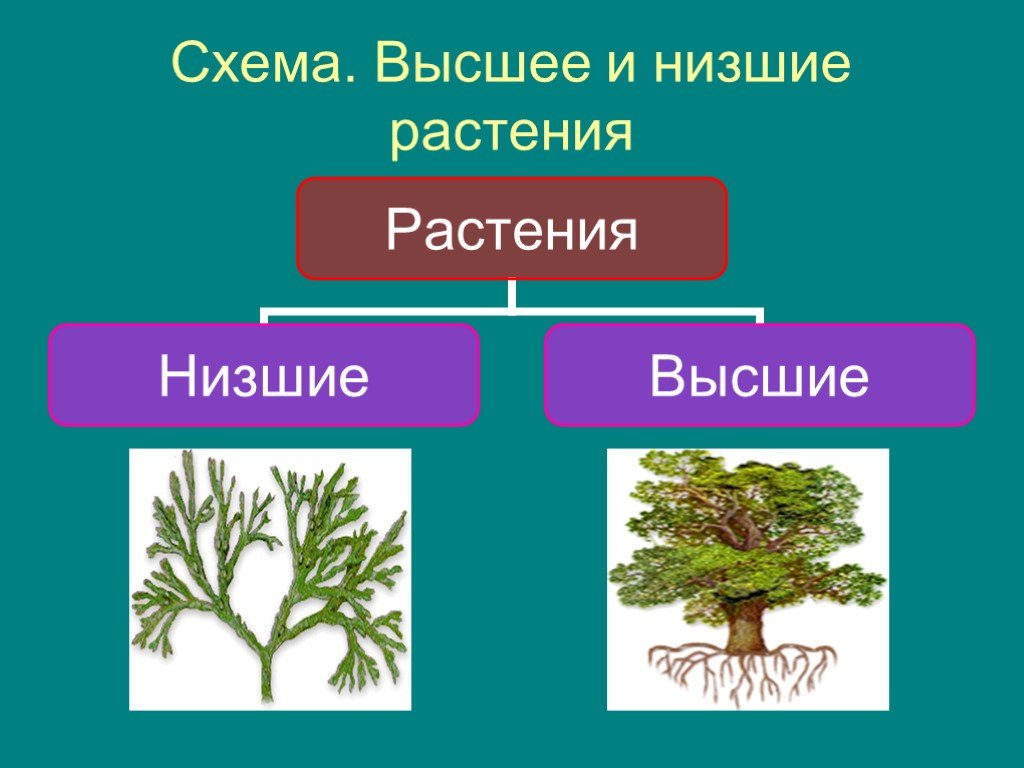 Схема растений низшие высшие. Царство растений низшие и высшие. Высшие и низшие растения. Растения низшие и высшие схема. Низшие растения.
