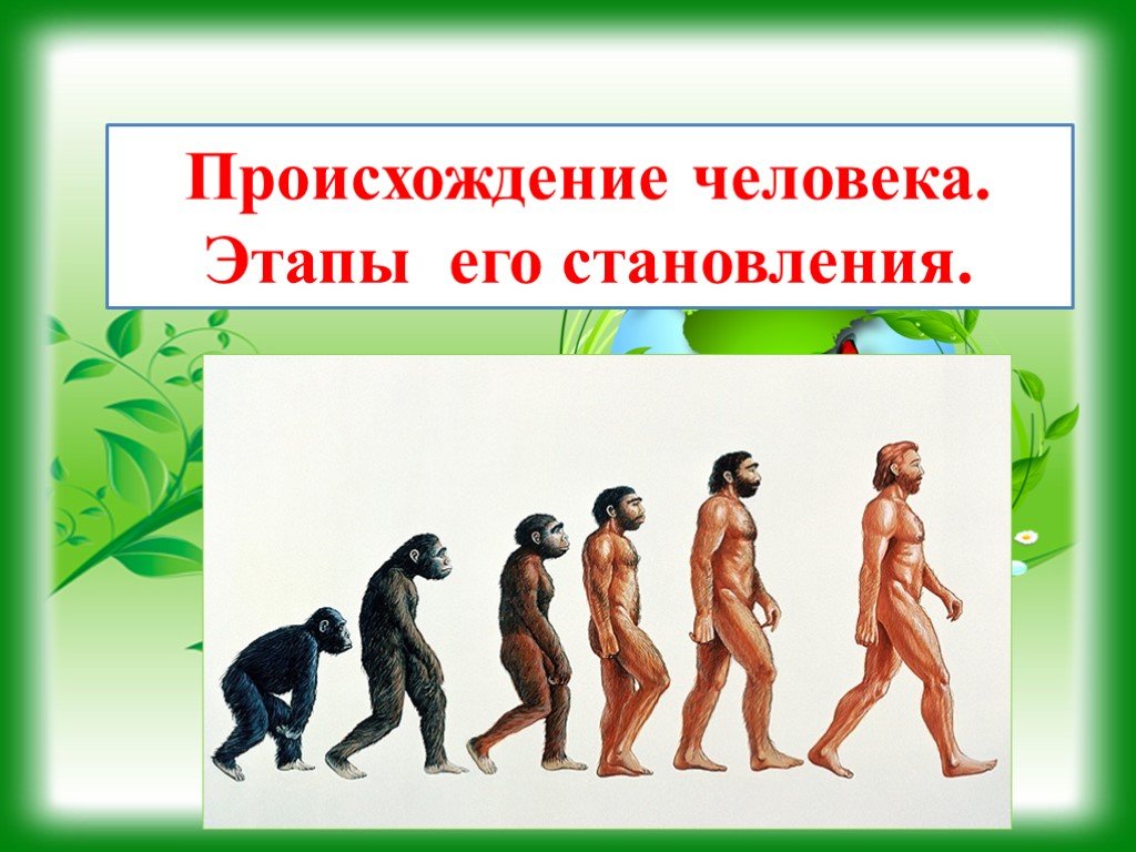 Биологии 5 класс как появился человек. Происхождение человека. Этапы эволюции человека. Стадии развития человека. Происхождение человека этапы его становления.
