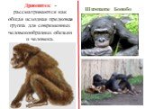 Дриопитек - рассматриваются как общая исходная предковая группа для современных человекообразных обезьян и человека. Шимпанзе Бонобо