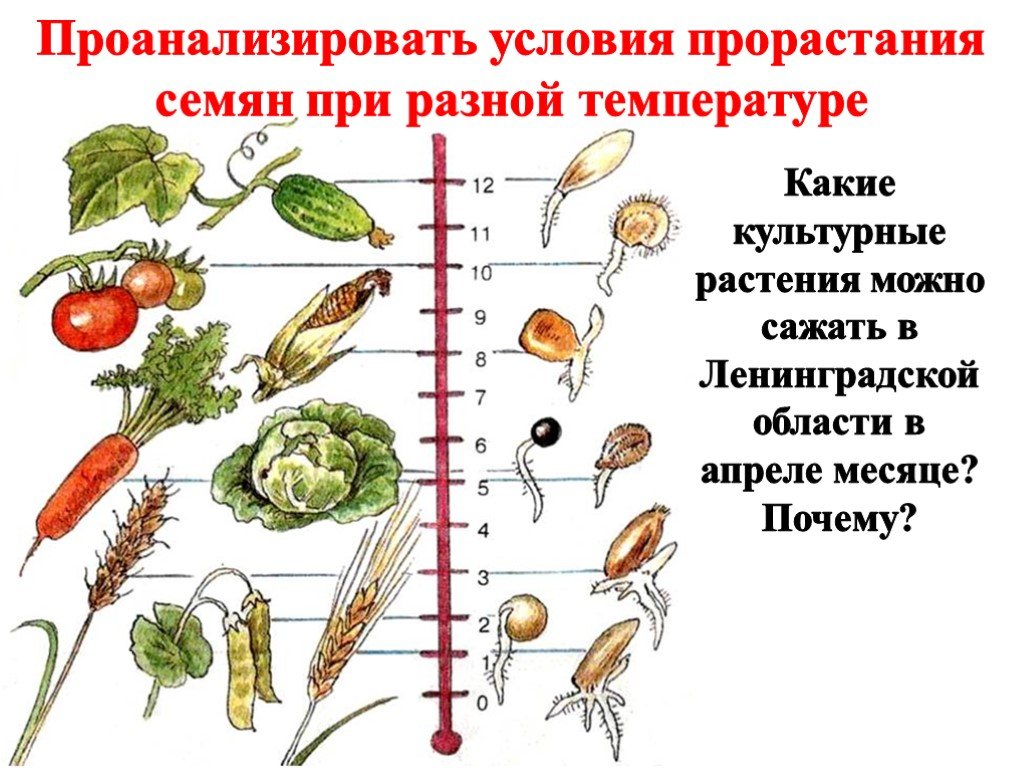 Проект рост и развитие растений 6 класс