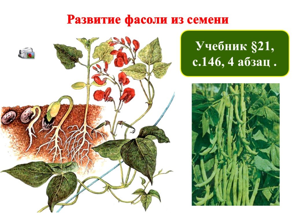 Развитие фасоли. Рост и развитие растений 6 класс биология. Доклад по биологии 6 класс рост и развитие растений. Рост и развитие растений 6 класс презентация.