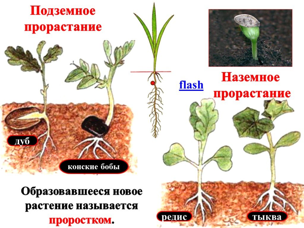 Найди на каком фото изображен надземный способ прорастания семян