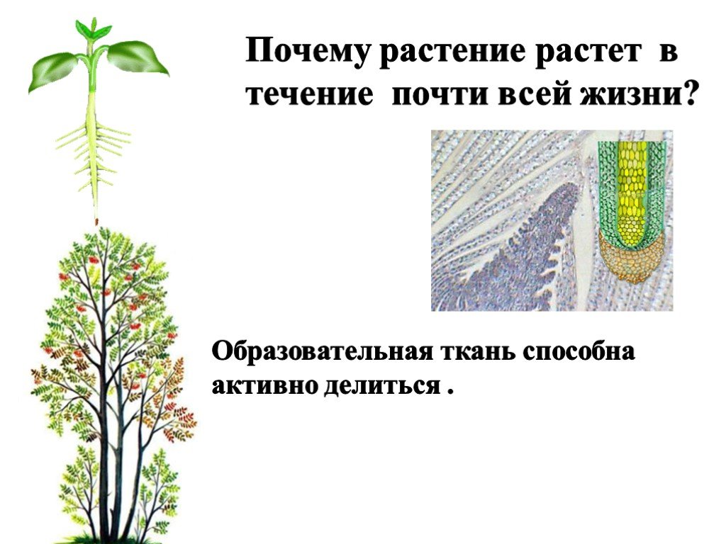 Презентация рост и развитие растений 6 класс. Почему растут растения. Почему растет растительность. Почему растения растут всю жизнь. Растут в течение всей жизни.