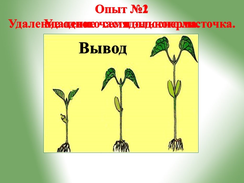 Условия роста растений 6 класс. Рост и развитие растений 6 класс. Рост и развитие растений 2 класс. Семядольные листочки что это. Точка роста у растений.