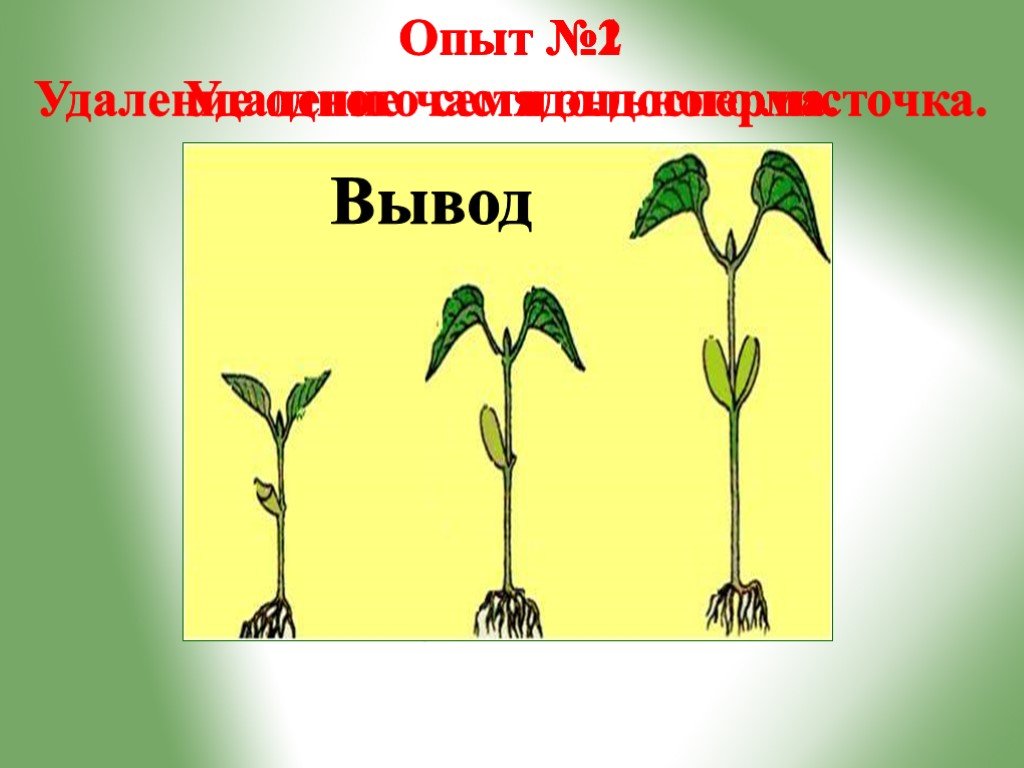 Проект рост и развитие растений 6 класс