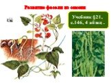 Развитие фасоли из семени. Учебник §21, с.146, 4 абзац .