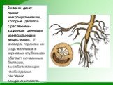 3.корни дают приют микроорганизмам, которые делятся с растением-хозяином ценными минеральными веществами. У клевера, гороха и их родственников в корневых клубеньках обитают почвенные бактерии, вырабатывающие необходимые растению соединения азота.