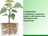 1.всасывание и передача в растение воды с растворенными минеральными веществами