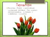 Тюльпан. Тюльпаны (Tulipa) – многолетние луковичные растения. Они широко распространены в странах с умеренным климатом.