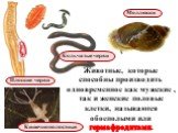 Животные, которые способны производить одновременное как мужские , так и женские половые клетки, называются обоеполыми или гермафродитами. Плоские черви Кольчатые черви Моллюски Кишечнополостные