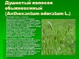 Душистый колосок обыкновенный (Anthoxantum odoratum L.). Семейство злаки – Poaceae. Душистый колосок обыкновенный (Anthoxantum odoratum L.) – многолетний дерновинный злак с прямостоячим, голым стеблем высотой до 50 см. Листья длинно-заостренные до 5 мм в ширину, 15 см в длину, сидячие, голые, шершав