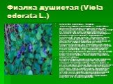 Фиалка душистая (Viola odorata L.). Семейство фиалковые – Violaceae. Фиалка душистая (Viola odorata L.) - многолетнее травянистое растение с наземными ползучими корневищами и побегами (столонами), которые ползут по поверхности земли и укореняются как усы у земляники. Затем в месте укоренения формиру