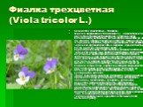 Фиалка трехцветная (Viola tricolor L.). Семейство фиалковые – Violaceae. Фиалка трехцветная (Viola tricolor L.) - однолетнее или двулетнее травянистое растение с прямым (реже полегающим) ветвистым, полым стеблем высотой до 30 см. Иногда образует несколько стеблей. Нижние листья очередные, простые, о