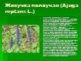 Живучка ползучая (Ajuga reptans L.). Семейство губоцветные – Lamiaceae. Живучка ползучая (Ajuga reptans L.) – многолетнее травянистое растение. Из розетки прикорневых листьев развиваются четырехгранные, опушенные, ползучие побеги, укореняющиеся в узлах. Прикорневые листья крупные, длинночерешковые, 