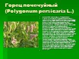 Горец почечуйный (Polygonum persicaria L.). Семейство гречишные – Polygonaceae. Горец почечуйный (Polygonum persicaria L.) – однолетнее, травянистое растение с восходящим стеблем, высотой 20-80 см. В узлах расположены бурые пленчатые прижатоволосистые реснитчатые по краю раструбы (сросшиеся прилистн