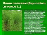 Хвощ полевой (Equisetum arvense L.). Семейство хвощевые – Equisetaceae. Хвощ полевой (Equisetum arvense L.) – многолетнее споровое корневищное растение высотой до 30 см. В апреле-мае появляются весенние побеги хвоща полевого - желтовато-бурого цвета, короткие, толстые, очень сочные, несущие на верху
