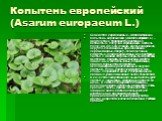 Копытень европейский (Asarum europaeum L.). Семейство кирказоновые – Aristolochiaceae. Копытень европейский (Asarum europaeum L.) – многолетнее травянистое растение с ветвистым, ползучим корневищем. Стебель ползучий до 15 см длиной. Листья зимующие, округло-почковидные, при основании сердцевидные, с