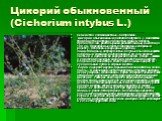 Цикорий обыкновенный (Cichorium intybus L.). Семейство сложноцветные – Compositae. Цикорий обыкновенный (Cichorium intybus L.) - многолетнее травянистое растение с мясистым корнем. Стебель прямостоячий, растопыренно-разветвленный, высотой до 100 см. Прикорневые листья лировидные собраны в розетку. С