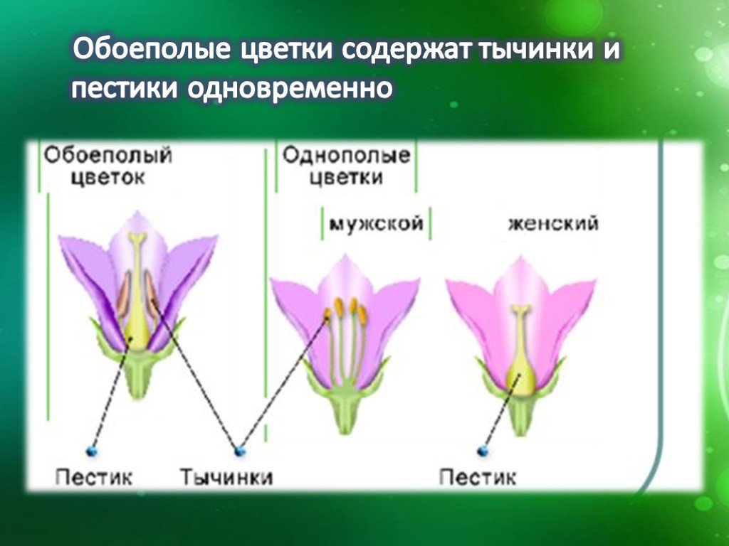 Есть ли половое размножение у растений. Размножение растений пестик тычинка. Обоеполый цветок. Растения с обоеполыми цветками. Пестики и тычинки у цветка.