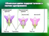 Обоеполые цветки содержат тычинки и пестики одновременно