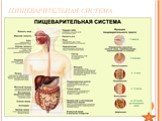 Пищеварительная система