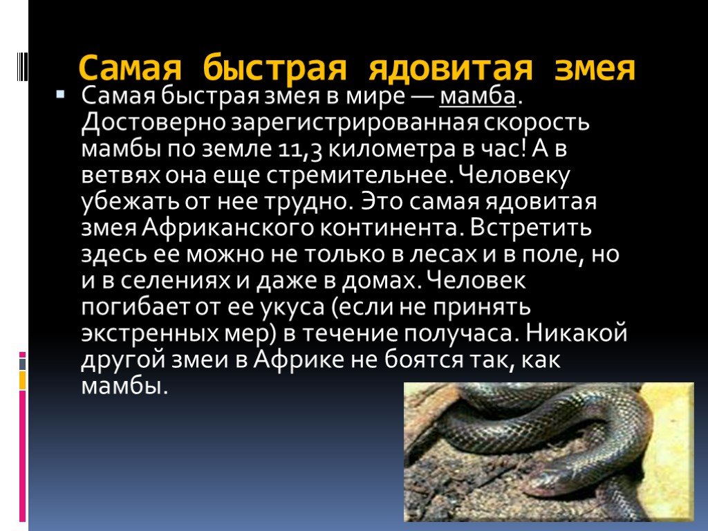 Змеи биология 7 класс. Доклад про ядовитую змею. Ядовитые змеи доклад. Факты о змеях для детей. Змеи презентация.
