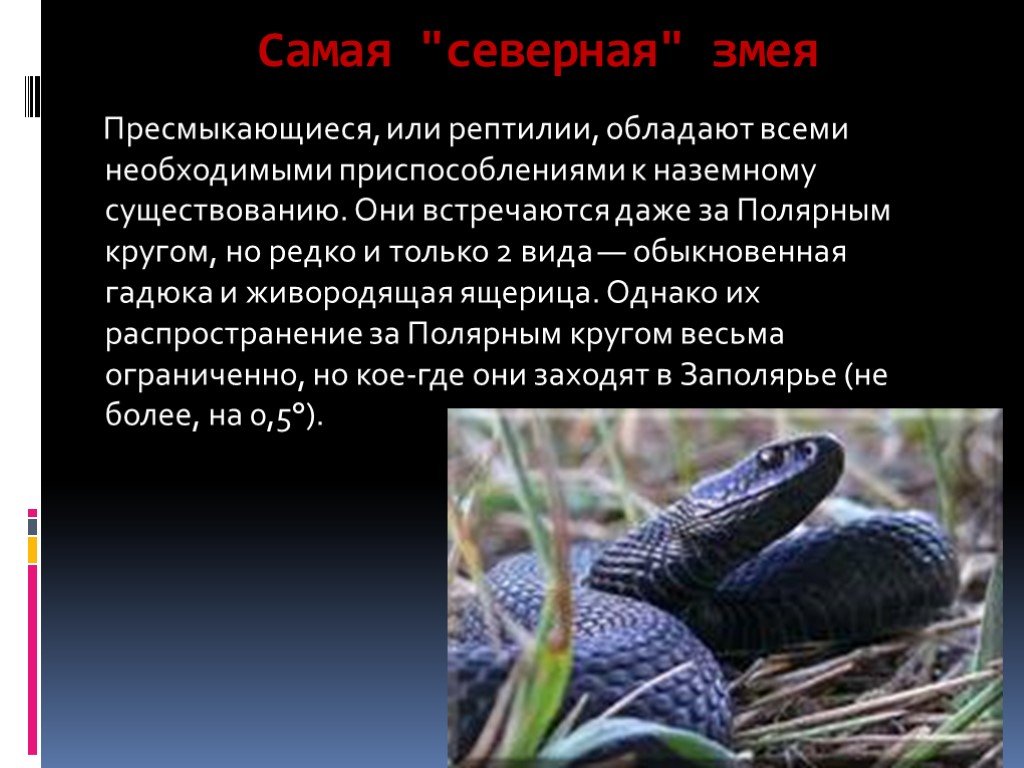 Змеи биология 7 класс. Презентация о змеях. Факты о пресмыкающихся. Интересные факты про змей. Сообщение о пресмыкающихся змеи.
