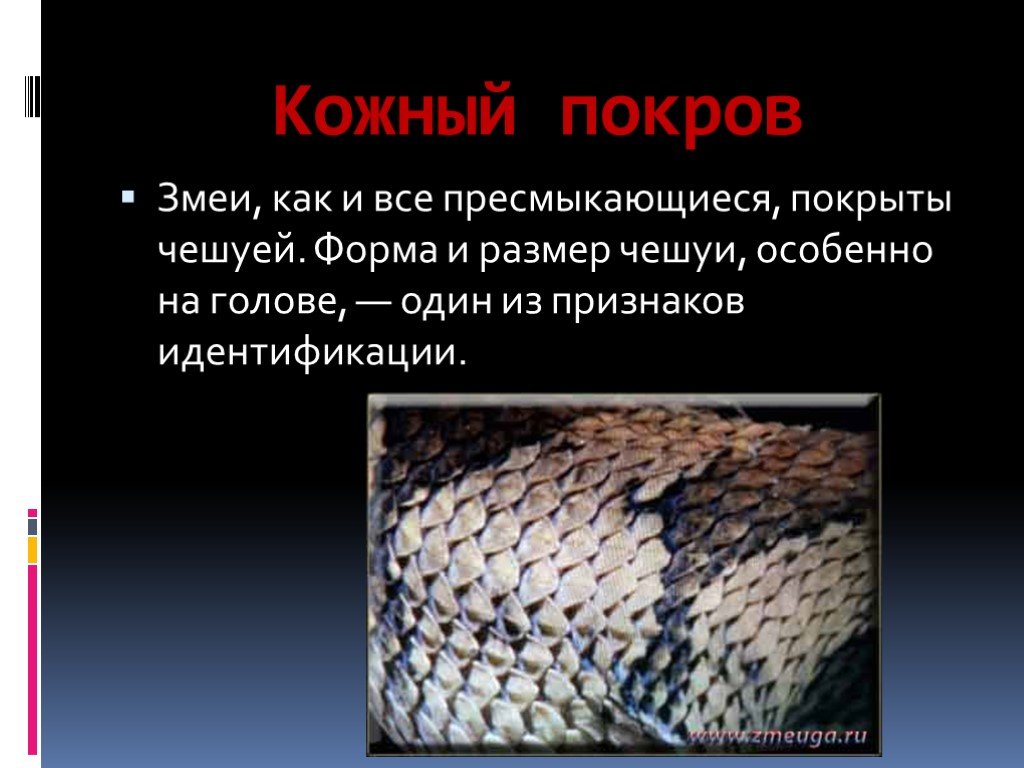 Строение покровов тела пресмыкающиеся. Покров тела змей 7 класс биология. Кожный Покров змеи. Презентация на тему змеи. Чешуя змеи.