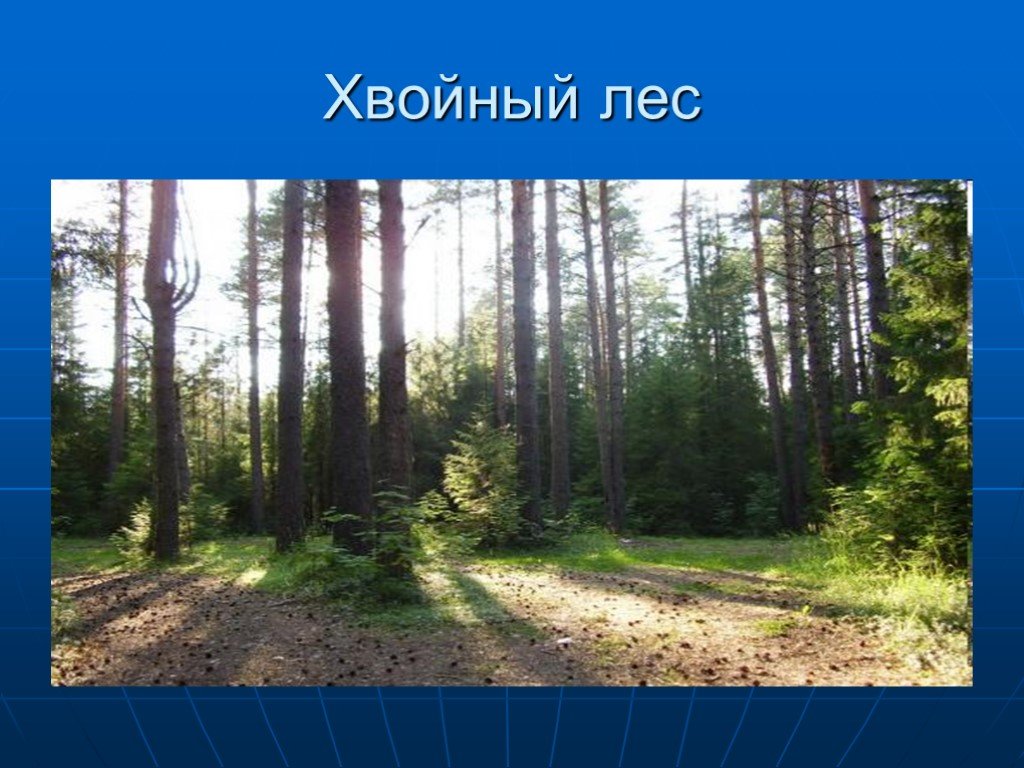 Хвойные леса презентация