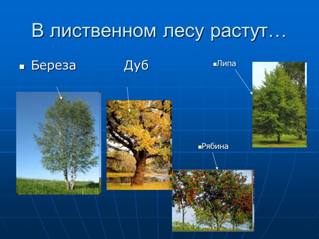 Какое дерево росло в лесу. Влиственом лесу растут. Что растет в лиственном лесу. Растения лиственного леса. Какие деревья растут в лиственном лесу.